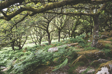 Wistmans Wood Forest in Dartmoor National Park
