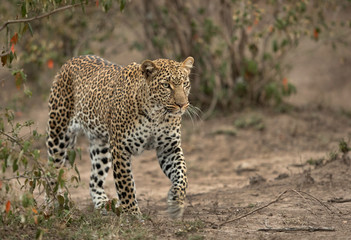 A leopard walking in its habitat at Masai Mara, Kenya. This is a low light photo