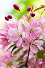 Close-up of apple tree blossoms, pink crab flowers with buds. apple orchard vertical background backdrop