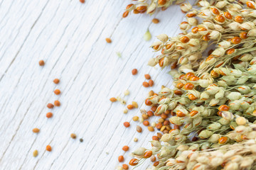 Sprigs of red millet on a white background. Top view. There is a place for text.