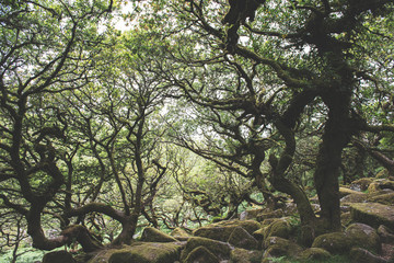 Wistmans Wood Forest in Dartmoor National Park