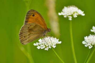 Small beautiful butterfly on a flower  