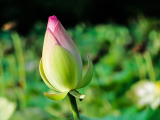 The Bud Of A Beautiful Pink Lotus Flower About To Bloom