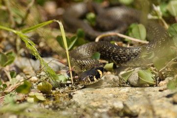 Small European grass snake through leaf 