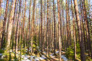 Pine tree forest in spring, Espoo, Finland