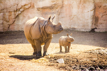A baby indian rhinoceros, Rhinoceros unicornis, and his mom at Terra Natura Zoo in Benidorm, Spain. © MiniMoon Photo