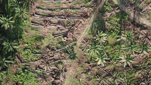 Excavator clear the land of oil palm at Malaysia, Southeast Asia.