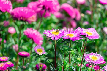 Obraz premium Pink Callistephus daisy flower with a large core, floral background. Autumn flower aster daisy blossom with pink petals
