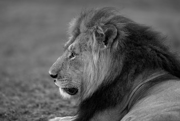 A portrait of the lion king, Masai Mara, Kenya