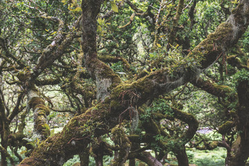 Fototapeta premium Wistmans Wood Forest in Dartmoor National Park