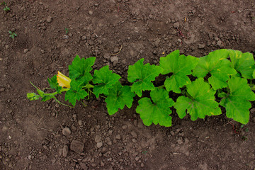 Cropped shot of zucchini plant. Nature, garden concept. Abstract nature background.
