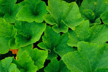 GreenGreen leaves of zucchini plant, cropped shot. Harvest, garden, plants concept.  leaves of zucchini plant, cropped shot. Harvest, garden, plants concept. 