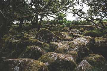 Wistmans Wood Forest in Dartmoor National Park