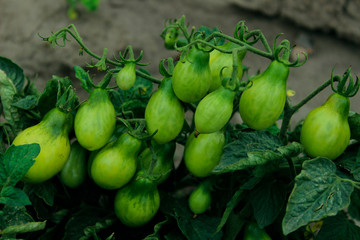 Cropped shot of tomatoes in the garden. Green tomatoes. Food, garden, harvest concept.