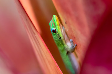 Madagascar Day Gecko (Phelsuma madagascariensis) Inside A Pink Flower