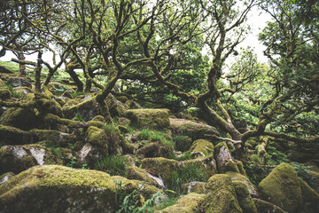 Obraz premium Wistmans Wood Forest in Dartmoor National Park