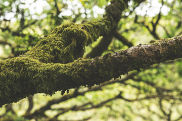 Wistmans Wood Forest in Dartmoor National Park