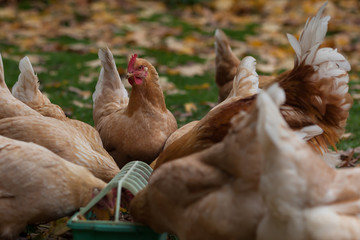 Domestic chickens and rooster are eaten from a feeder on the street in October among the fallen leaves.