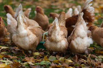 A group of chickens ass feeding in the backyard in October among the fallen leaves.