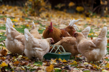 Domestic chickens and rooster are eaten from a feeder on the street in October among the fallen leaves.