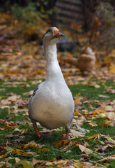 Organic farm. Home-made gray-white goose grazes on a lawn among fallen leaves.
