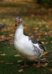 Organic farm. Domestic gray-white goose grazes on a lawn among fallen leaves.