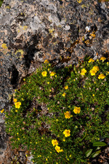 yellow flowers grow on a stone in the grass