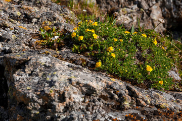 yellow flowers grow on a stone in the grass