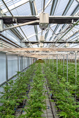 Marijuana Farm in Oregon