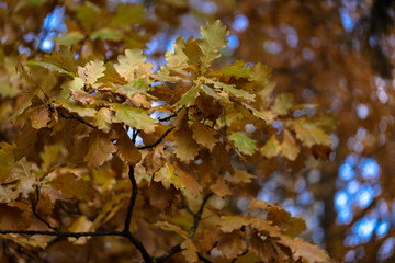 autumn yellow oak leaves on a background of blue sky