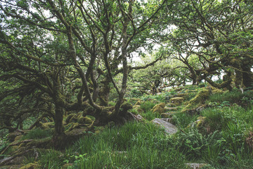 Wistmans Wood Forest in Dartmoor National Park