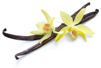 Dried vanilla pods and orchid vanilla flower on white background.