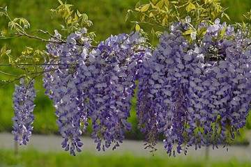 purple wisteria flowers and green background