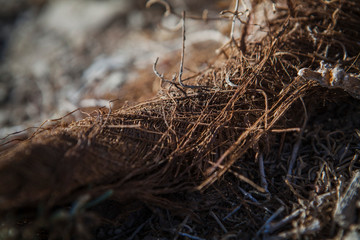 Autumn palm tree brown bark