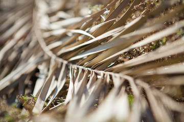 Autumn dried yellow palm tree
