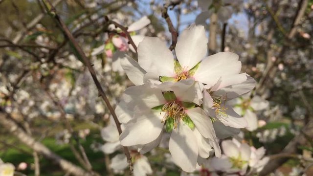 Almonds Orchard, white flowers with bees