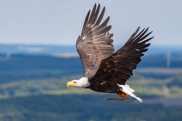 Weißkopfseeadler