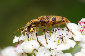 Beetle on white flower
