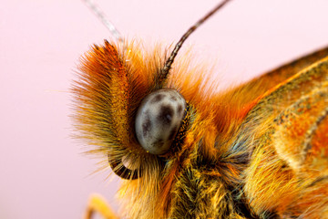 Eye of Pearl-bordered Fritillary Butterfly