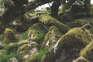 Wistmans Wood Forest in Dartmoor National Park