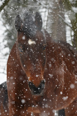 Fototapeta na wymiar Pferd im Schneegestöber