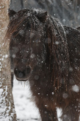 Pferd im Schneegest&ouml;ber