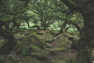 Fototapeta premium Wistmans Wood Forest in Dartmoor National Park