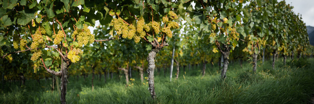 Weinreben Pano