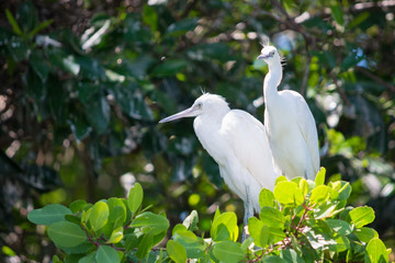 Two herons on a bank of Rio Negro, Jamaica
