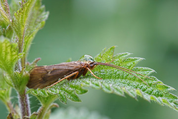 Fly on Nettle