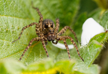 Spider on leaf