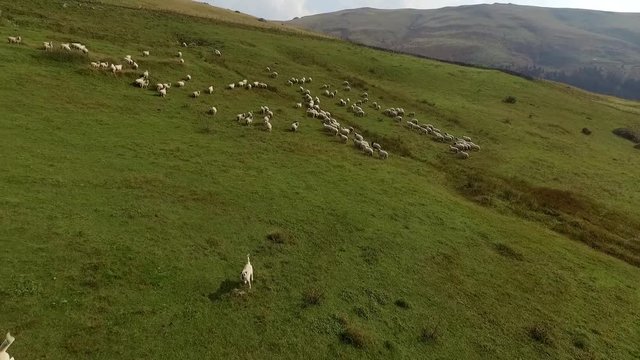 Aerial view of flock of sheep in plateau. Sheep dog attacking to drone.