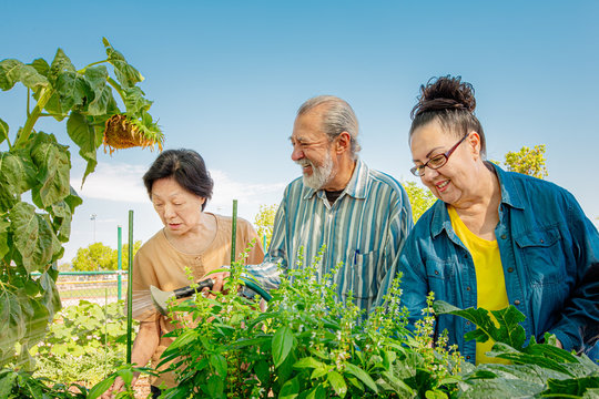 Seniors Working In A Community Garden