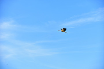 lonely stork flying in the blue sky